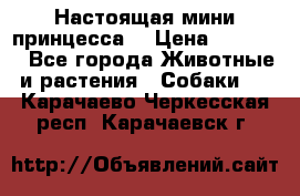 Настоящая мини принцесса  › Цена ­ 25 000 - Все города Животные и растения » Собаки   . Карачаево-Черкесская респ.,Карачаевск г.